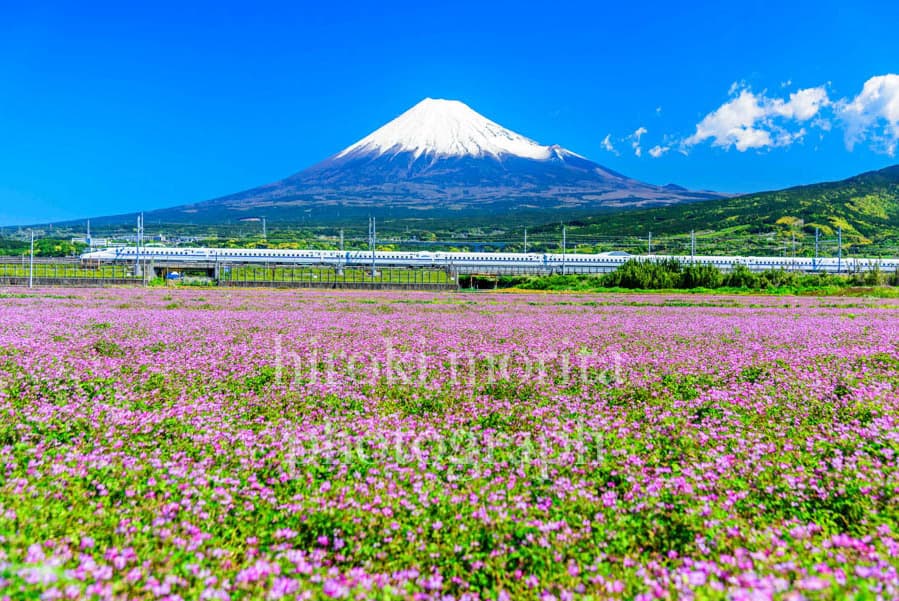 レンゲ畑走る新幹線　東海道新幹線　富士山