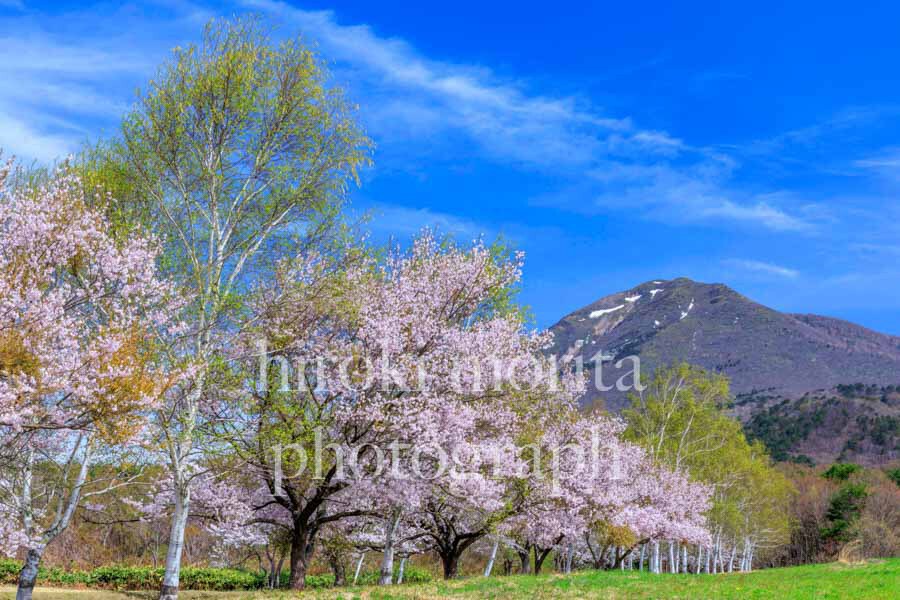 福島県　磐梯山と桜並木