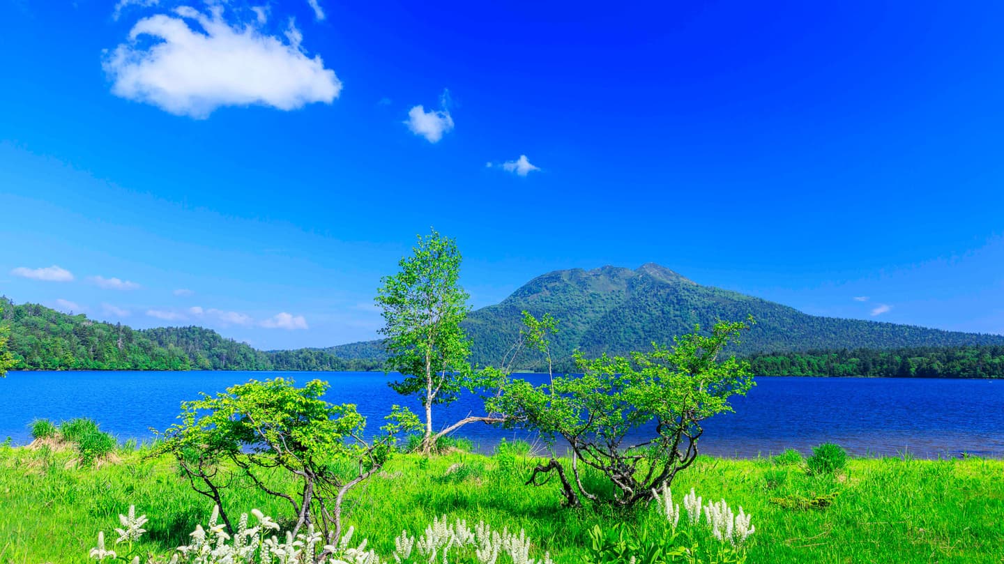 群馬県　尾瀬沼と燧ヶ岳　コバイケイソウ咲く初夏の湿原