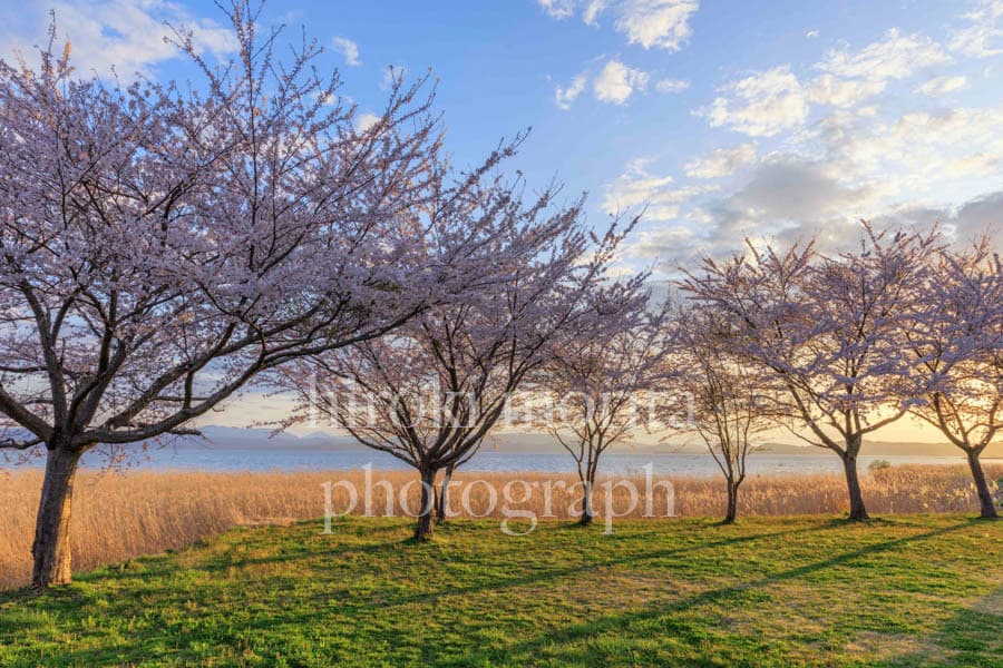 福島県　湖畔の桜　猪苗代湖の夕焼け