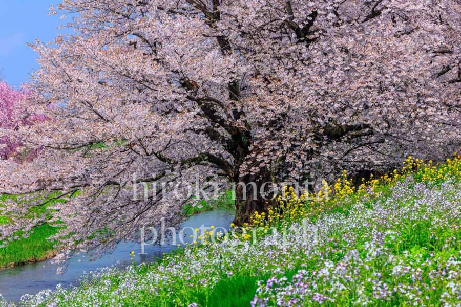 山形県　春の小川