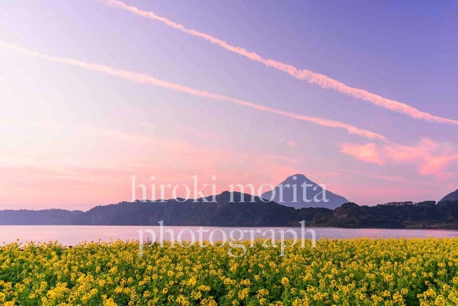 鹿児島県　初春の池田湖と開聞岳　菜の花