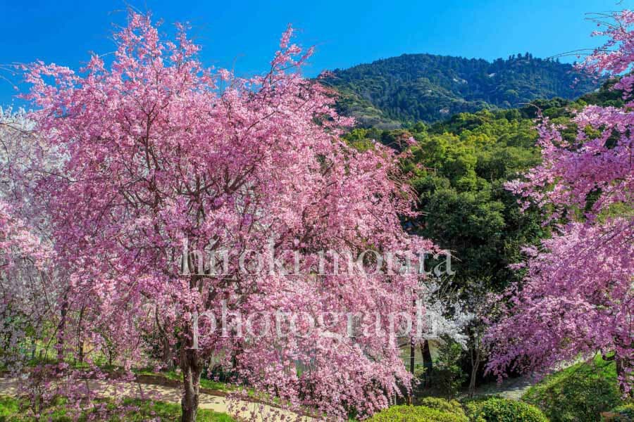 奈良県　大神神社の桜