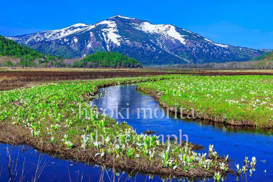 群馬県　水芭蕉と残雪の尾瀬　至仏山