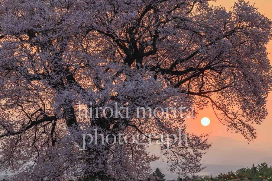 山梨県　朝日昇るわに塚の桜