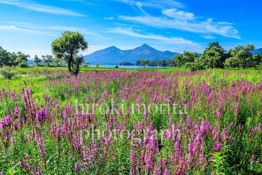 福島県　ミソハギ咲く裏磐梯　檜原湖