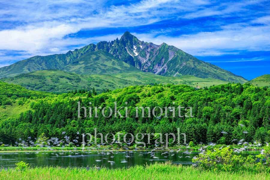 北海道　オタドマリ沼の新緑　水鳥飛来の利尻山