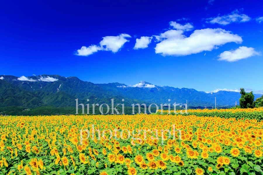 山梨県　明野のひまわりと南アルプス