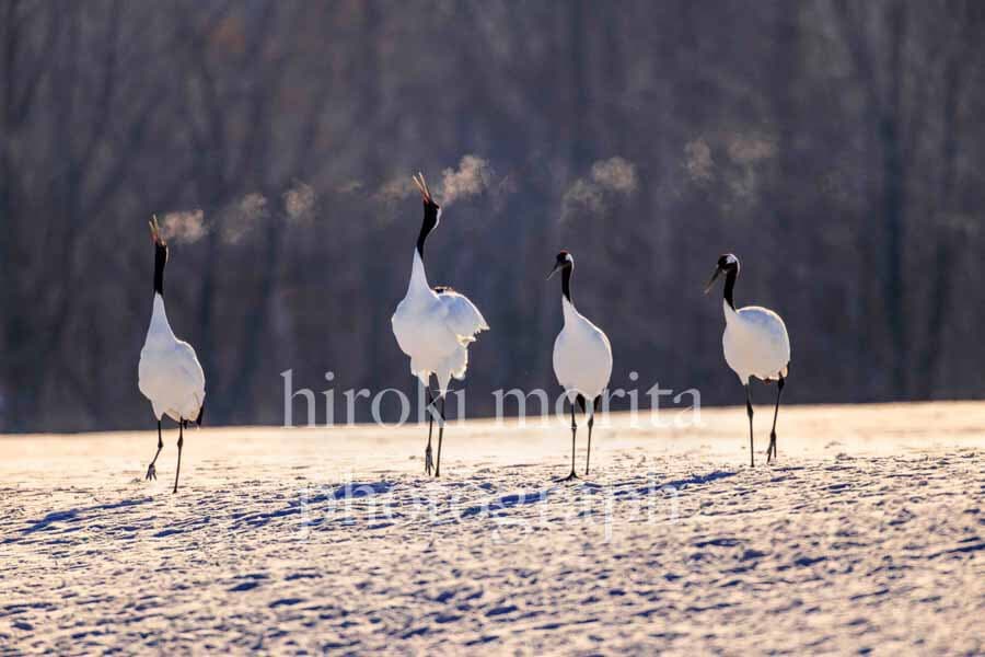 北海道　タンチョウヅルの朝