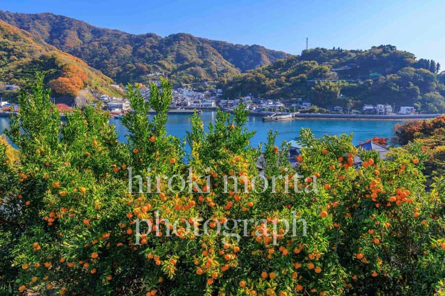 広島県　安芸灘のみかん畑