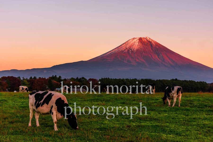朝霧高原と牛と富士山　夕暮れ