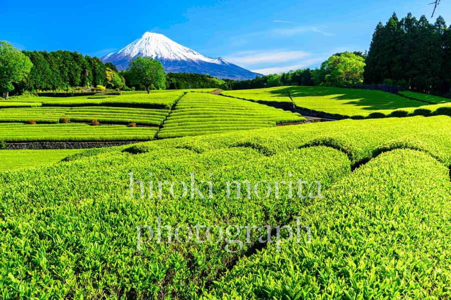 茶畑と富士山