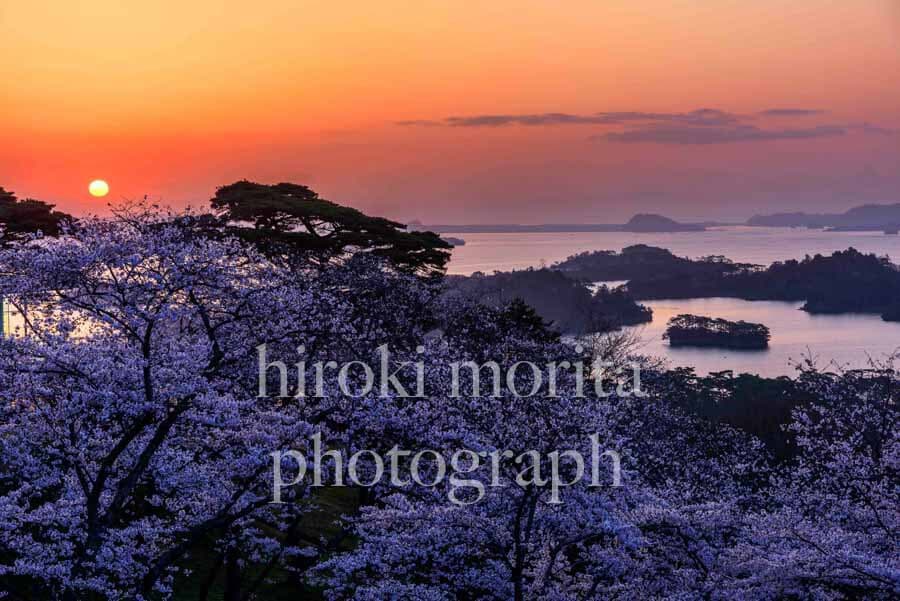 宮城県　桜咲く松島　朝日