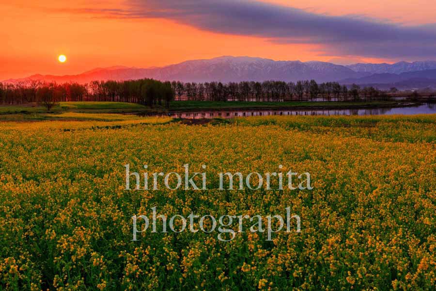新潟県　飯豊連峰望む菜の花畑