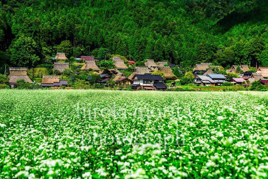 京都府　美山かやぶきの里　ソバ畑と茅葺き集落
