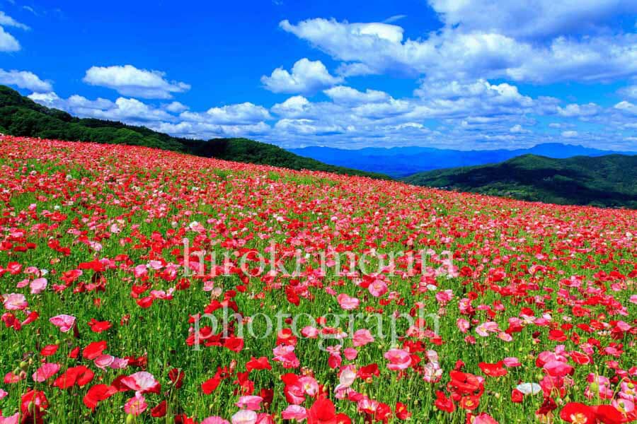 埼玉県　ポピー咲く斜面