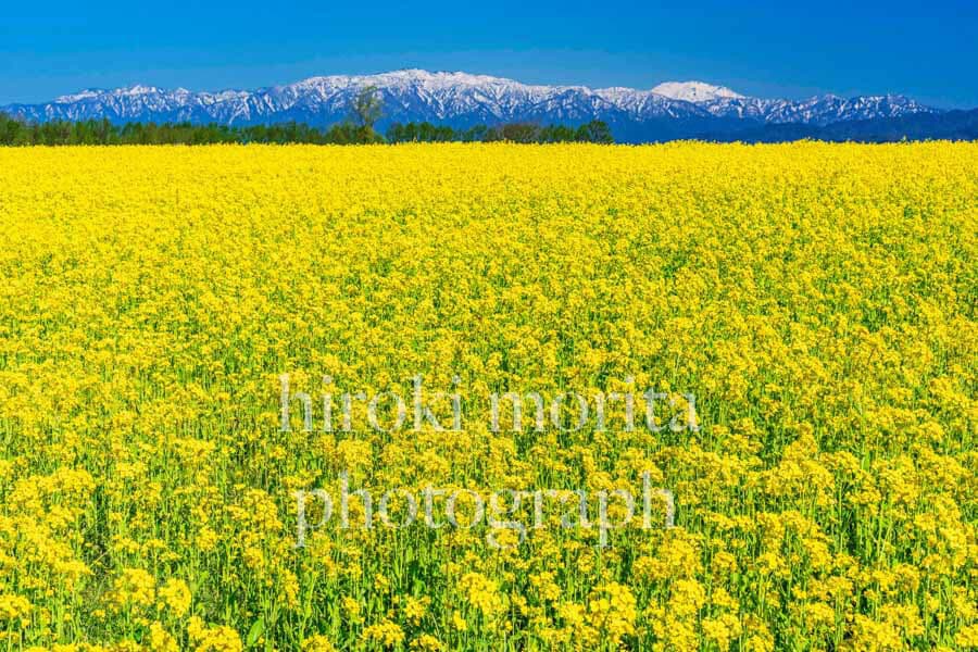 新潟県　五頭連峰と菜の花