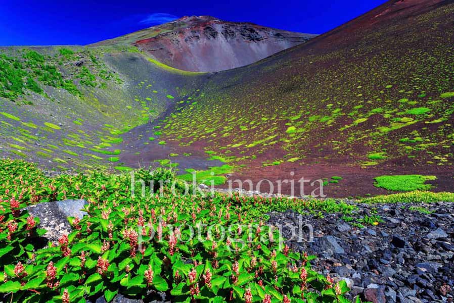高山植物と宝永火口　富士山