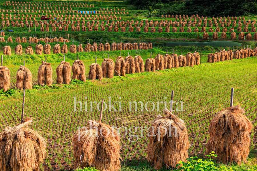 山形県　棚田の稲杭い　大蕨の棚田