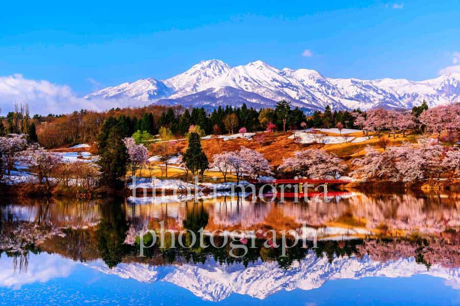 新潟県　妙高の朝　妙高山　桜