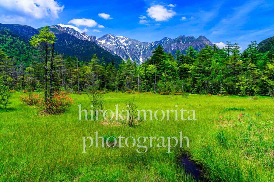 長野県　ツツジ咲く田代湿原　上高地