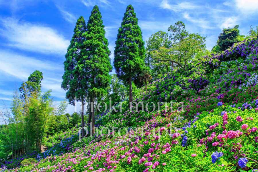 千葉県　紫陽花の斜面　服部農園