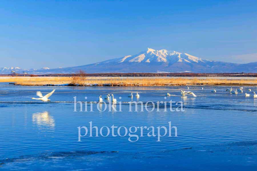 北海道　白鳥飛来の湖　網走湖