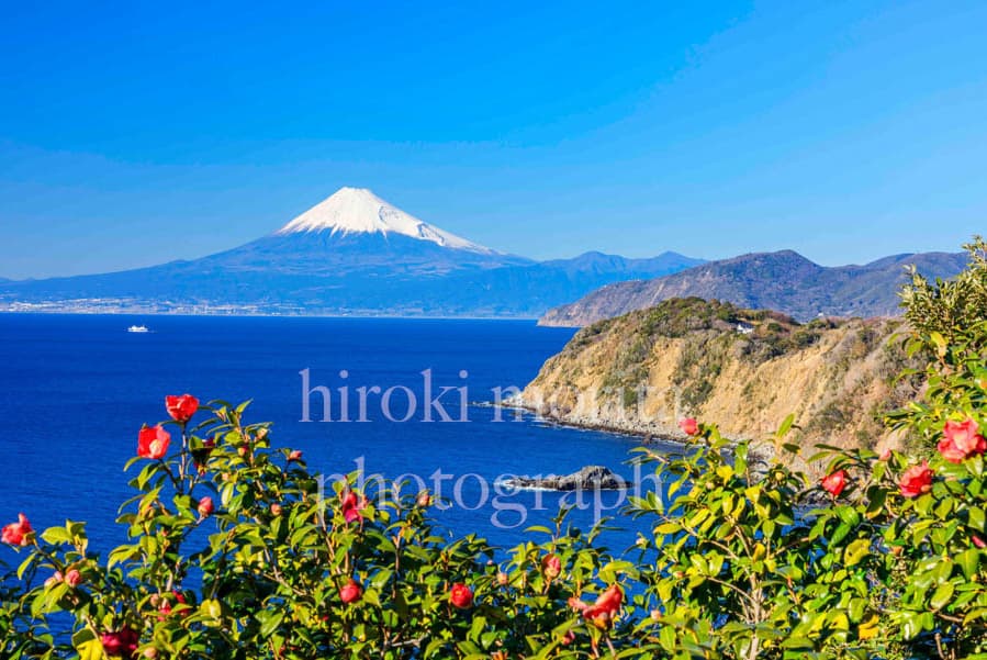 椿咲く海岸　富士山　伊豆　恋人岬