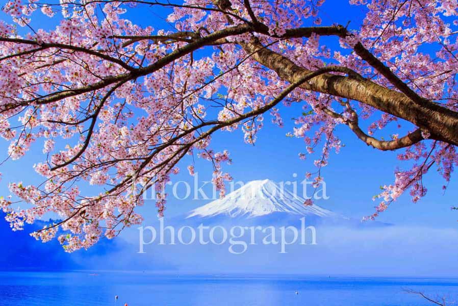 桜と河口湖と雲海　富士山
